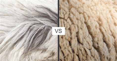 cashmere vs wool.